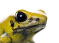 Golden Poison Frog in front of a white background Royalty Free Stock Photo