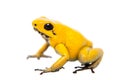 The golden poison frog Royalty Free Stock Photo