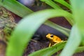 Golden poison frog among a green plant.