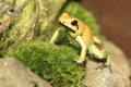 Golden poison frog Royalty Free Stock Photo