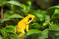 Golden poison frog