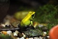 Golden poison frog (Phyllobates terribilis).