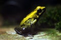 Golden poison frog (Phyllobates terribilis).