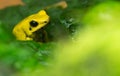 Golden Poison Frog (Phyllobates terribilis), National Zoo, Washington DC.