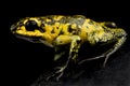 Golden poison frog Phyllobates terribilis