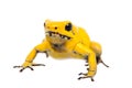 The golden poison frog Royalty Free Stock Photo