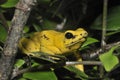 Golden Poison Frog Royalty Free Stock Photo