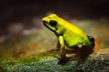 Golden Poison Frog, Phyllobates terribilis, yellow poison frog in tropic nature. Small Amazon frog in nature habitat. Wildlife sce