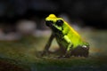 Golden Poison Frog, Phyllobates terribilis, yellow poison frog in tropical nature. Small Amazon frog in nature habitat. Wildlife Royalty Free Stock Photo