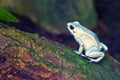 Golden Poison Frog Royalty Free Stock Photo