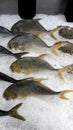 Golden Pomfrets Fish Royalty Free Stock Photo