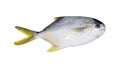 Golden pompano fish