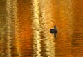 Golden Pond Royalty Free Stock Photo