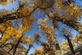 Golden poplar tree under blue sky