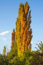 Golden poplar tree in the village garden, autumn, sunny day on the background blue sky with white clouds Royalty Free Stock Photo