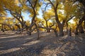 Golden poplar trees