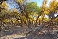 Golden poplar trees