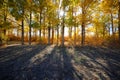 Golden poplar trees on the backlight