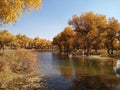 populus euphratica trees Royalty Free Stock Photo