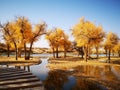 populus euphratica trees Royalty Free Stock Photo