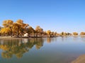 populus euphratica trees