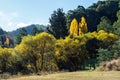 Golden poplar trees near Woods Point, Australia
