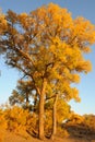 Golden poplar trees