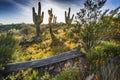 Desert Wildflowers and Saguaro Cacti in Arizona at Sunset Royalty Free Stock Photo