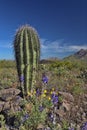 Golden poppies and purple desert flowers in spring bloom