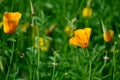 Golden poppy, California poppy, eschscholzia californica flower and foliage closeup horizontal