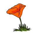 Golden poppy flower illustration vector isolated