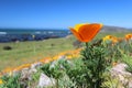 Golden poppy flowers along Pacific Ocean, Big Sur, California, USA Royalty Free Stock Photo