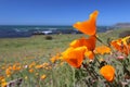 Golden poppy flowers, California, USA Royalty Free Stock Photo