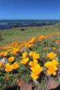 Golden poppy flowers near Monterey, California, USA Royalty Free Stock Photo