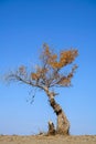 Golden Populus in desert with blue sky in autumn