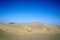 Golden Populus in desert with blue sky in autumn