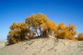 Golden Populus in desert with blue sky in autumn