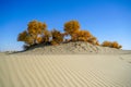 Golden Populus in desert with blue sky in autumn