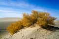 Golden Populus in desert with blue sky in autumn