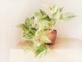 Golden pothos in the basket on wood