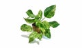 Golden pothos in the basket on wood ,Epipremnum aureum in pot isolated on white background Royalty Free Stock Photo