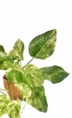 Golden pothos in the basket on wood ,Epipremnum aureum in pot isolated on white background Royalty Free Stock Photo