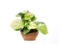 Golden pothos in the basket on wood