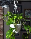 Golden Pothos, Devil`s ivy, Epipremnum aureum plant Royalty Free Stock Photo