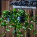 Golden Pothos, Devil`s ivy, Epipremnum aureum plant hanged Royalty Free Stock Photo