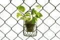 Golden Pothos or Devil`s Ivy in the pot Royalty Free Stock Photo