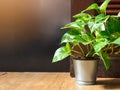 Golden pothos Epipremnum aureum in a aluminum pot on wood ceramic tile floor in front of door with copy space. Devil`s ivy is