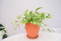 Golden pothos or Epipremnum aureum in brown clay pot on white table and white wall in the garden Royalty Free Stock Photo