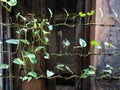 Golden pothos or Epipremnum aureum cling onto Rusty barbed wire fence or Old Barbwire in vintage house background, Safety concept