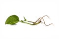 Golden Pothos `Epipremnum Aureum` houseplant cutting with long bare roots on white background Royalty Free Stock Photo